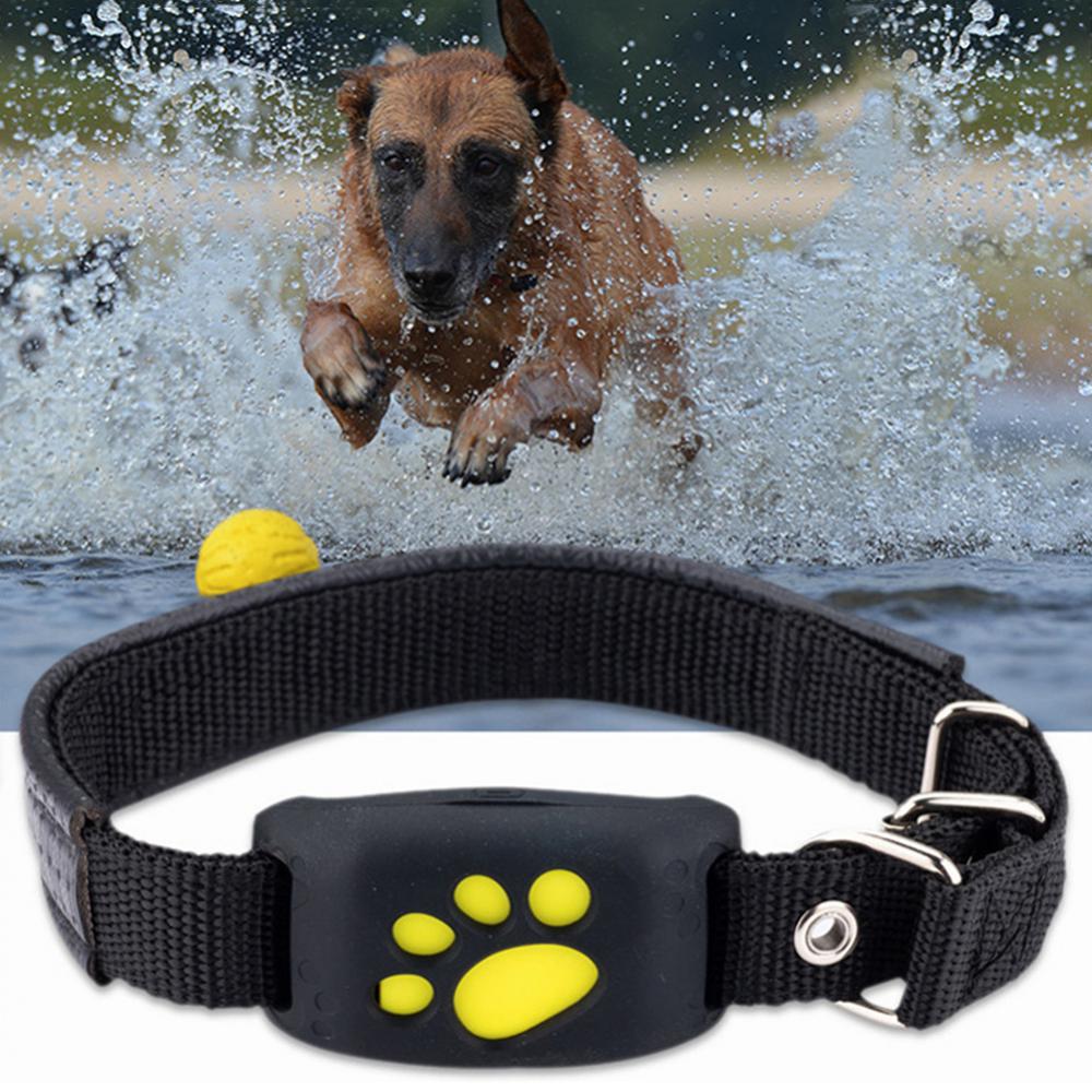 collar gps para perro